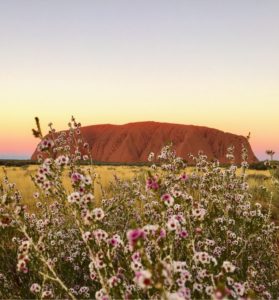 Uluru northan teritory Australiaview with pink manuka flower