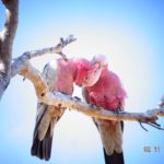 号外！コロナ；家族3人でトイレットペーパーは1日1個で足りる。