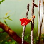 正義が認められない社会は生きづらい。生きづらい社会を生き切ったキリスト・イエス。