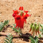 西オーストラリア 春 9月：ポートへドランドからダンピア 往復ー２