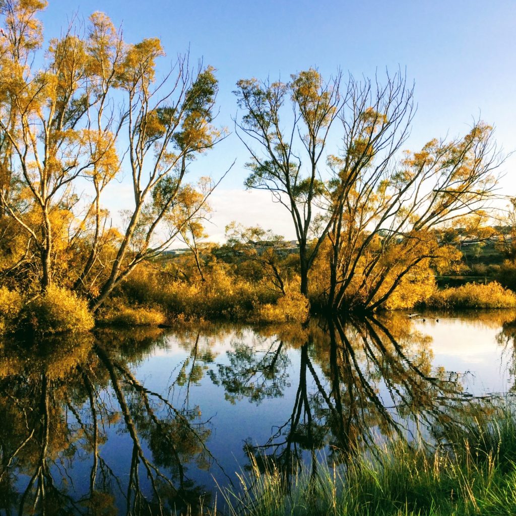 湖面が鏡のよう